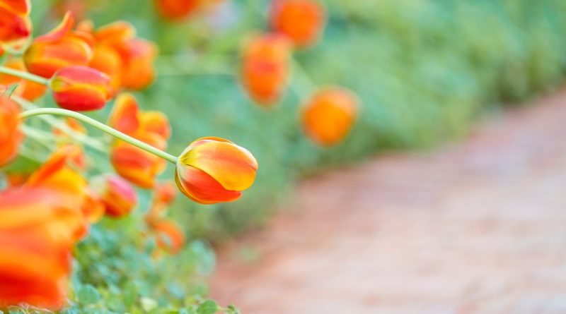 Ogrody w odcieniach pomarańczu - Rośliny o kwiatach o ciepłych barwach
