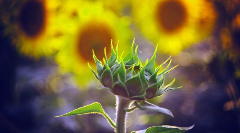 Delosperma jako roślina onamentalna idealna na nasłonecznione skalniaki i rabaty