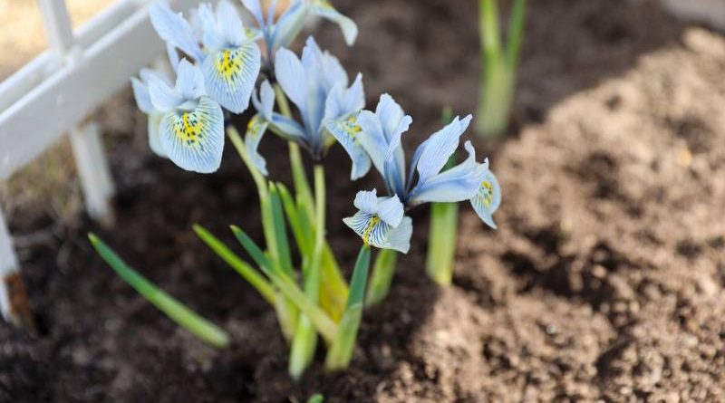 Sadzenie narcyzów – sekrety ogrodnicze dla wiosennego kwitnienia